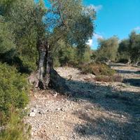 Terreno di piante di ulivo