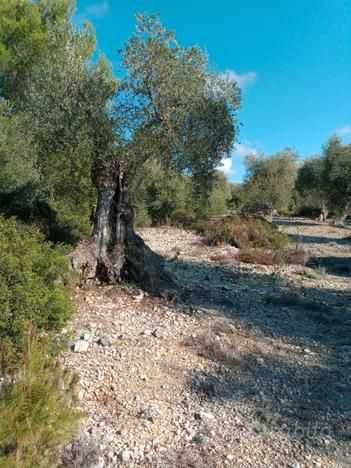 Terreno di piante di ulivo