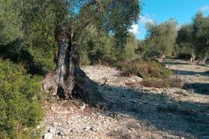 Terreno di piante di ulivo