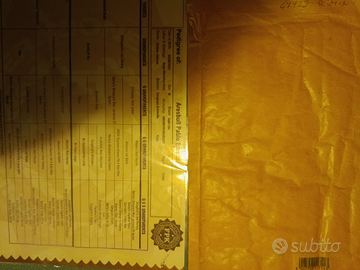 Aresbull disponibile per accoppia.con pedigree