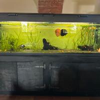 Acquario completo con Filtro Oase Termo.