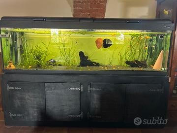 Acquario completo con Filtro Oase Termo.