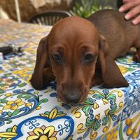 Cucciolo di bassotto a pelo corto