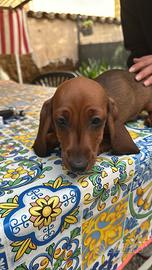 Cucciolo di bassotto a pelo corto