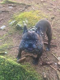 Bulldog francese per monta
