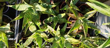 Piantine di aloe vera