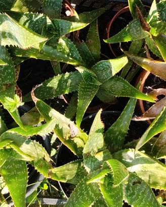 Piantine di aloe vera