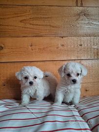 Maltesi Toy cuccioli