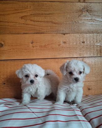 Maltesi Toy cuccioli
