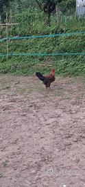 Gallo