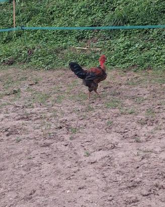 Gallo