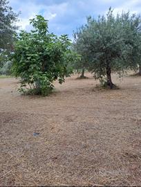 Terreno agricolo contrada Ietticelli