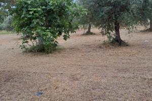 Terreno agricolo contrada Ietticelli