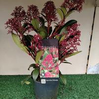 Skimmia japonica rubella