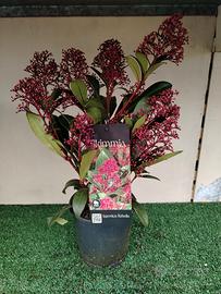 Skimmia japonica rubella