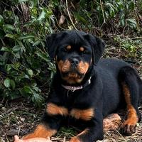 Cucciola rottweiler