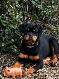 Cucciola rottweiler
