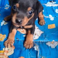 Cuccioli pincher toy