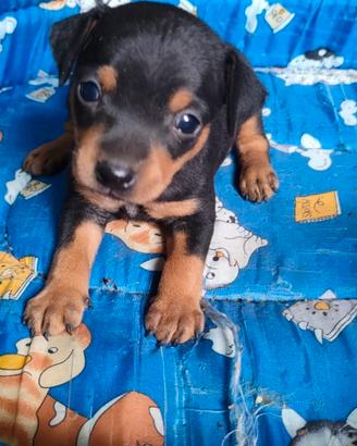 Cuccioli pincher toy