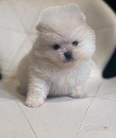spitz pomerania mini