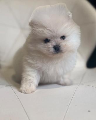 spitz pomerania mini
