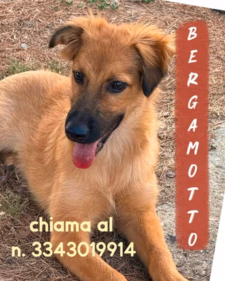 Bergamotto cucciolo taglia media
