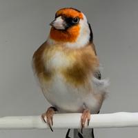 Cardellino mayor maschio