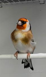 Cardellino mayor maschio