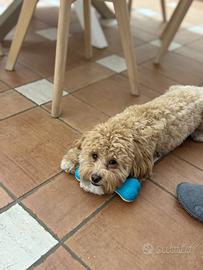 Fidanzata per Chicco Maltipoo