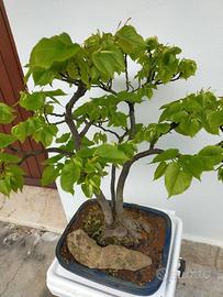 BONSAI E PREB0NSAI DI TIGLIO