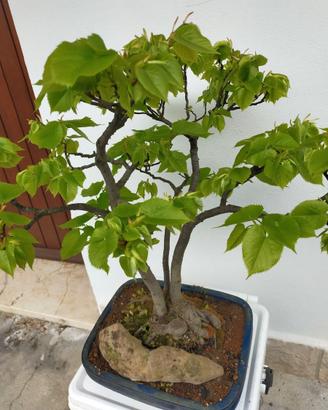 BONSAI E PREB0NSAI DI TIGLIO