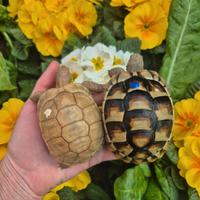 Testudo hermanni marginata graeca & Albine