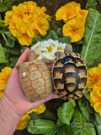 Testudo hermanni marginata graeca & Albine