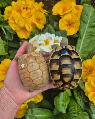 Testudo hermanni marginata graeca & Albine