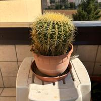 Echinocactus Grusonii