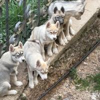 Cuccioli Siberian husky