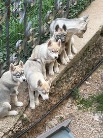 Cuccioli Siberian husky