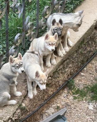 Cuccioli Siberian husky