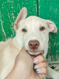 Salva un invisibile "diamante"