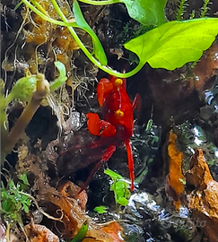 Paludario completo con cascata e granchi