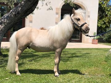 Pony Shetland