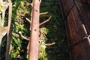 Trattore cingolato landini