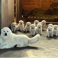 Pastore maremmano abruzzese cuccioli maschi