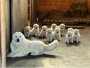 Pastore maremmano abruzzese cuccioli maschi