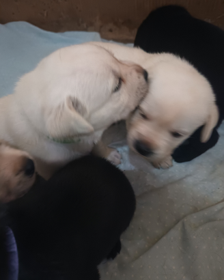Labrador retriever