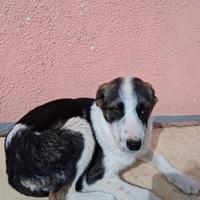 Adozione gratuita simil border collie