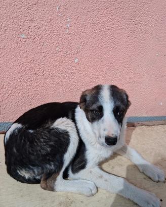 Adozione gratuita simil border collie