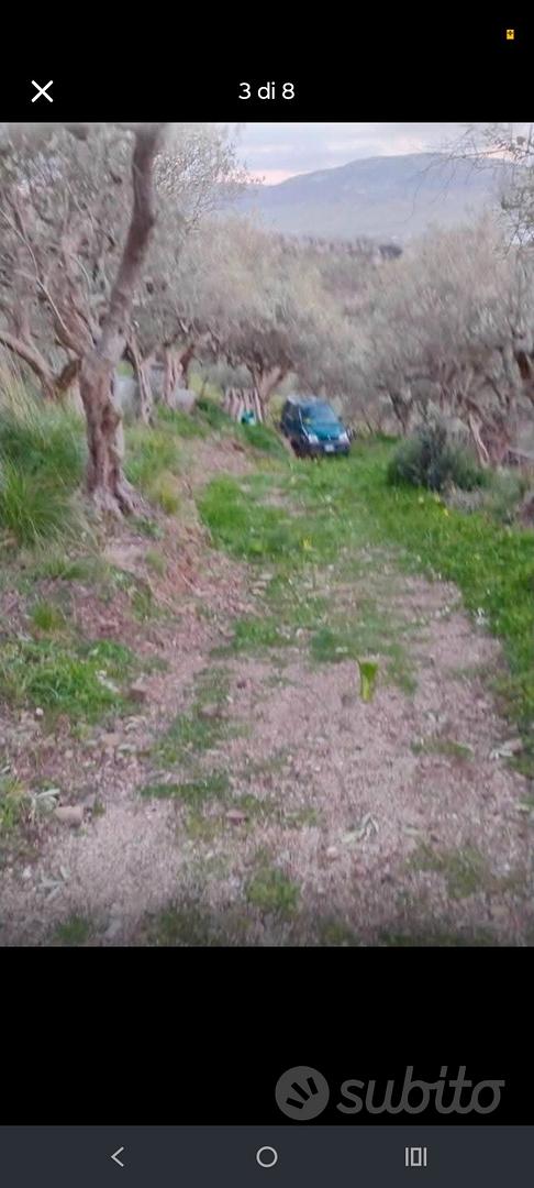 Terreno uliveto con casetta 15 Mila TRATTABILI - Vista 3