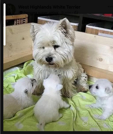 Cuccioli west Highland