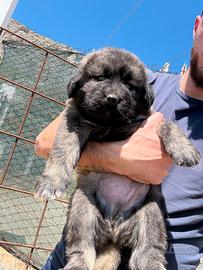 Cuccioli pastore del Caucaso